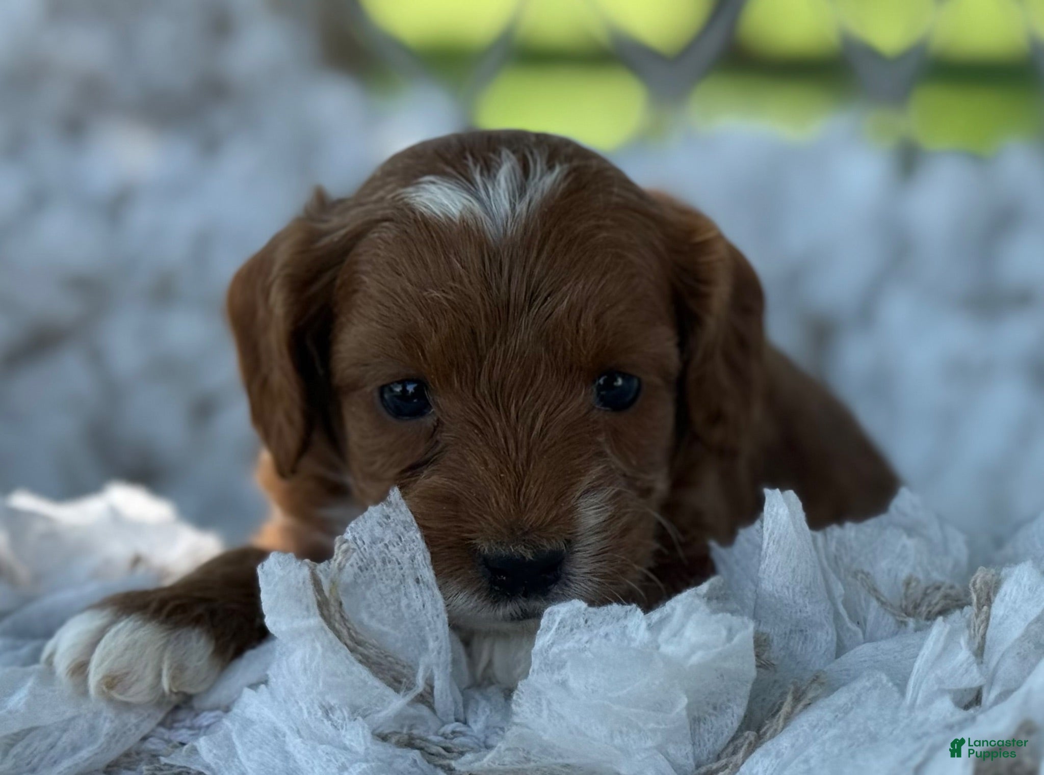 Cavapoo dogs Cooper - Ad 2
