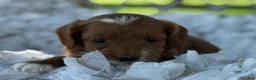 Cavapoo dogs for sale: Cooper - Ad 2