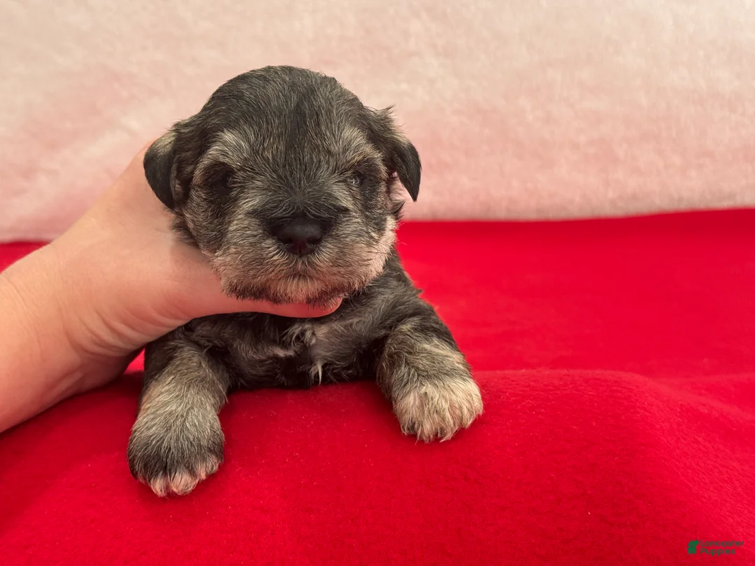 Miniature Schnauzer dogs for sale: Gypsy Female 1 - Ad 2