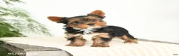 Yorkshire Terrier dogs for sale: Minnie - Ad 3