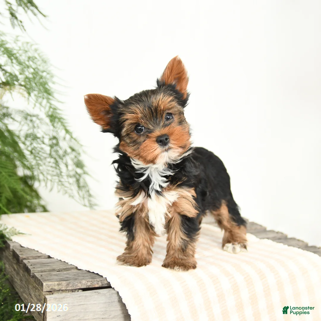 Yorkshire Terrier dogs for sale: Minnie - Ad 3