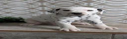 Dalmatian dogs for sale: Tyson - Ad 8