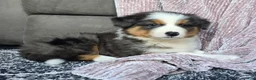 Australian Shepherd dogs for sale: Nash - Ad 9
