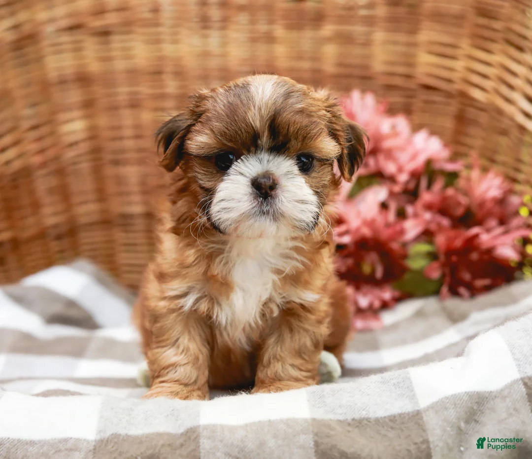 Shih Tzu dogs for sale: Arlan - Ad 2