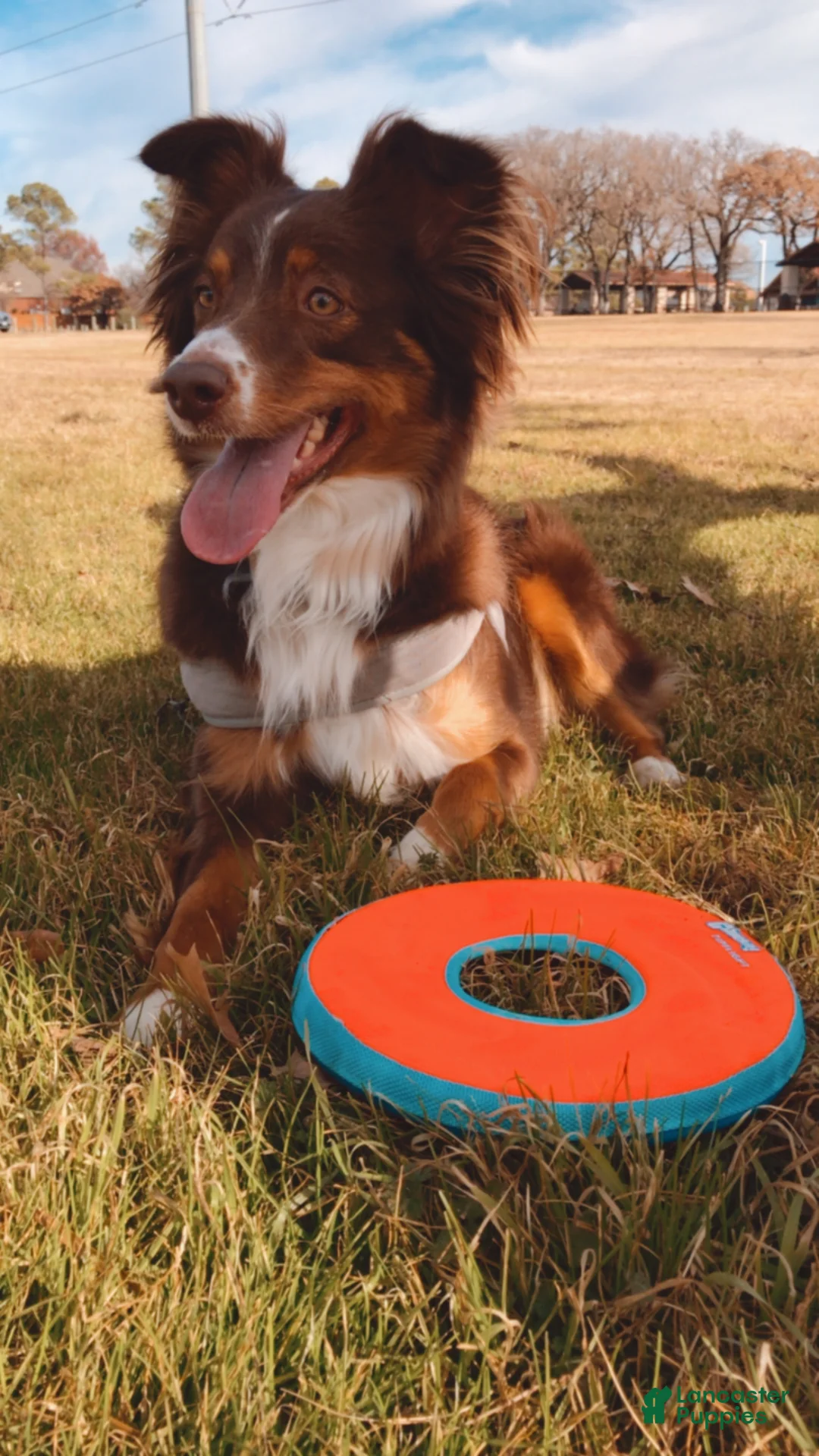 Miniature Australian Shepherd dogs for sale: Rue - Ad 3