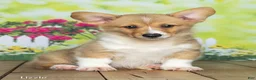 Welsh Corgi Pembroke dogs for sale: Lizzie - Ad 1
