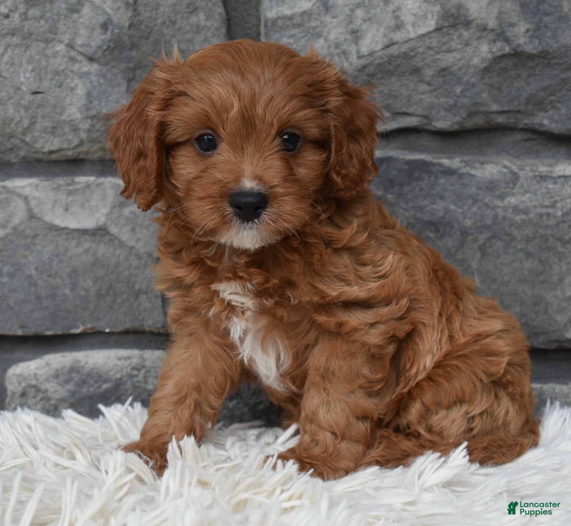 Cavapoo dogs Rocky  - Ad 2