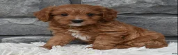 Cavapoo dogs for sale: Rocky  - Ad 2