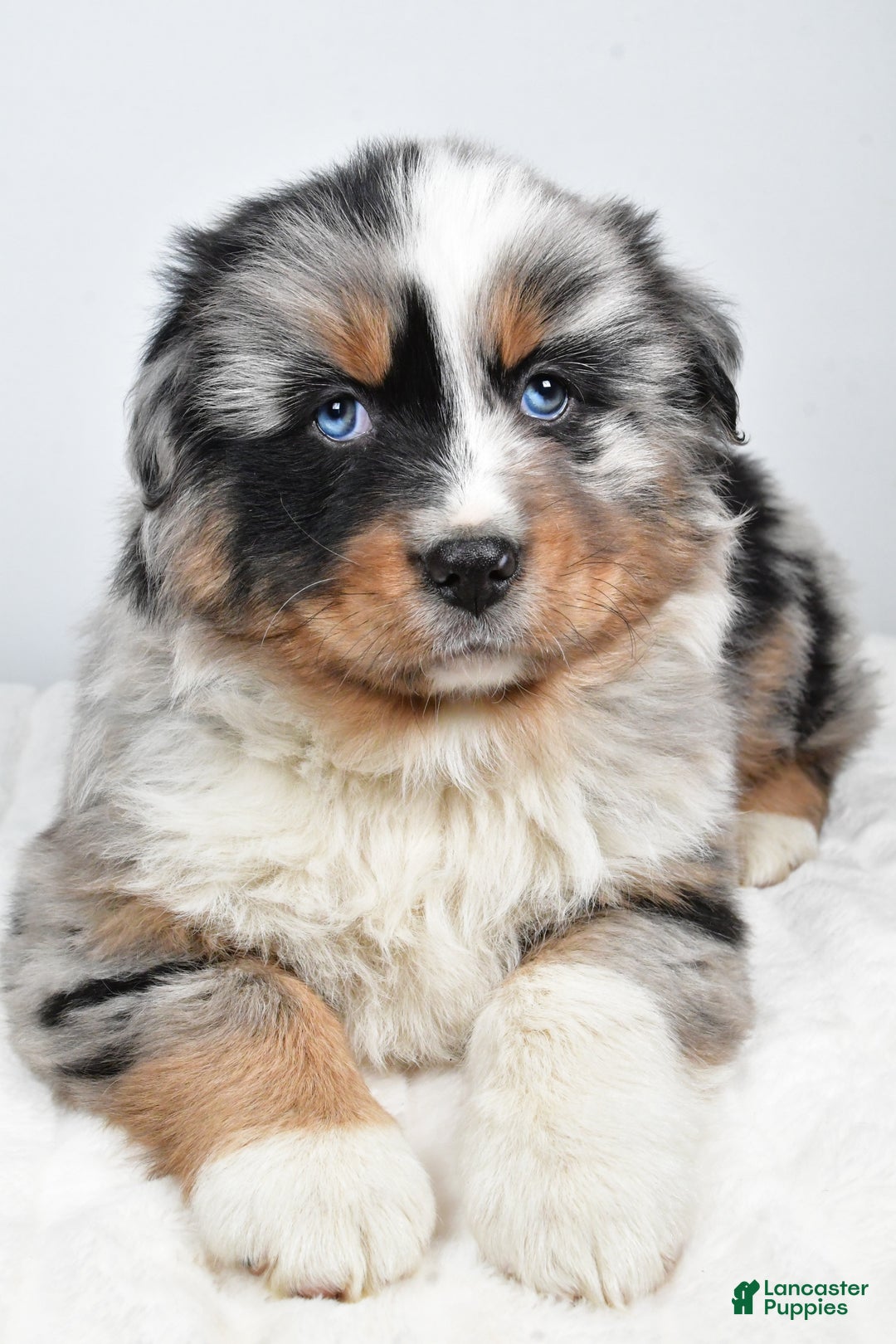 Australian Shepherd dogs for sale: Thor - Ad 5