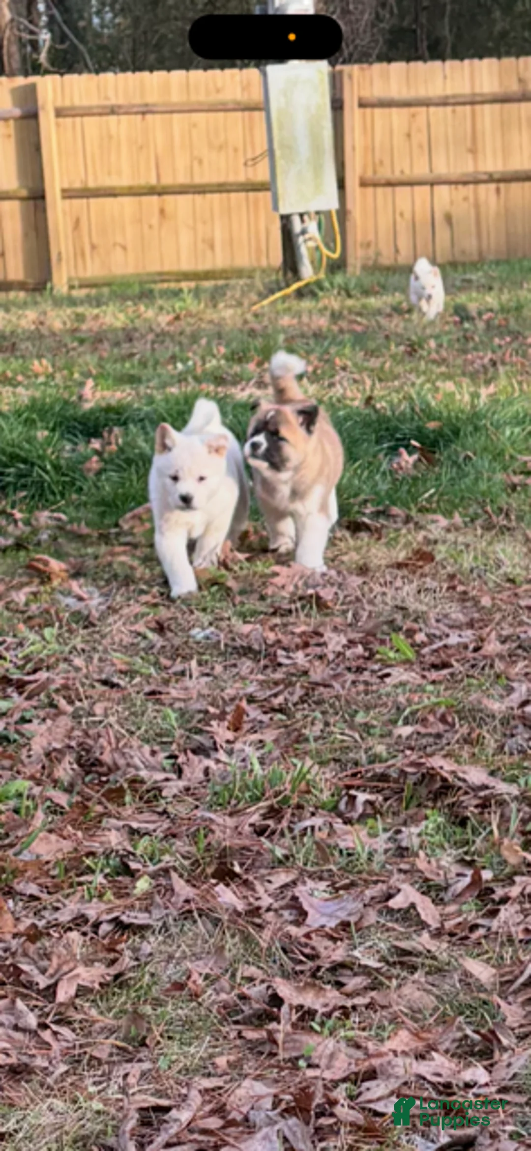 Akita dogs for sale: White Female - Ad 2