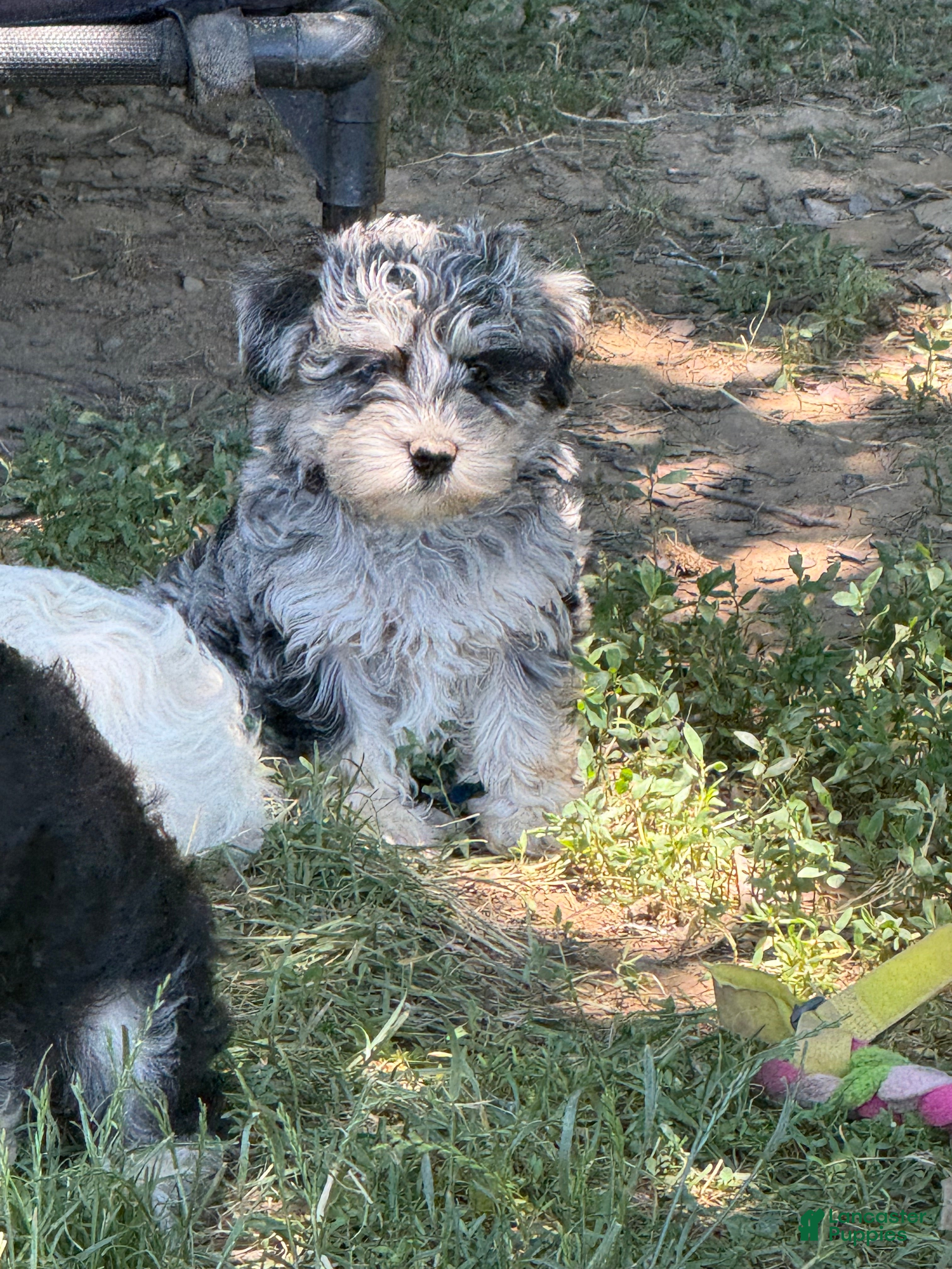 Schnoodle dogs Sasha - Ad 14