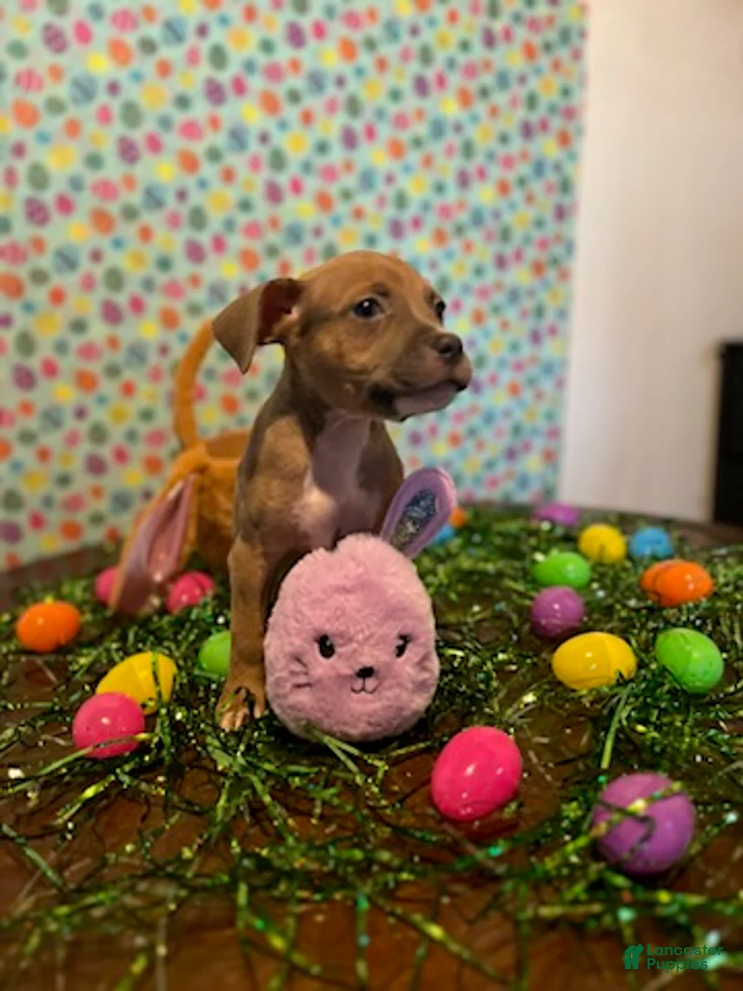 American Bully dogs for sale: American Bully Puppy 6 - Ad 1