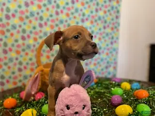 American Bully dogs American Bully Puppy 6 - Ad 39