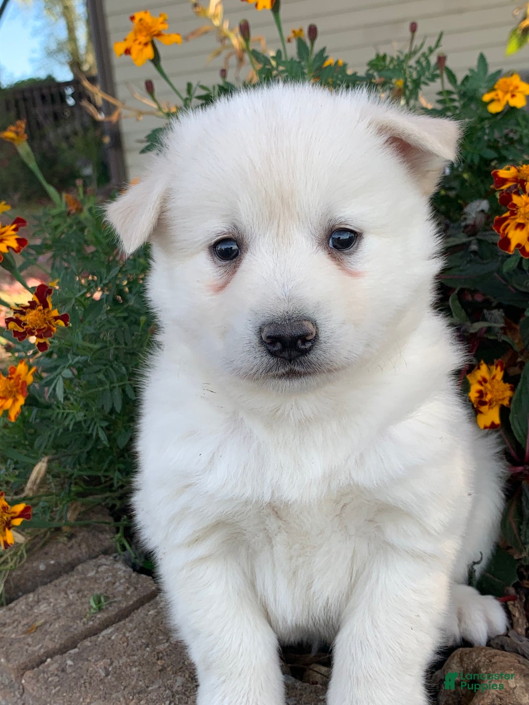 Alaskan Klee Kai dogs for sale: Handsome little Wellington~!!! - Ad 4