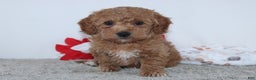 Mini Goldendoodle dogs for sale: Israel - Ad 3