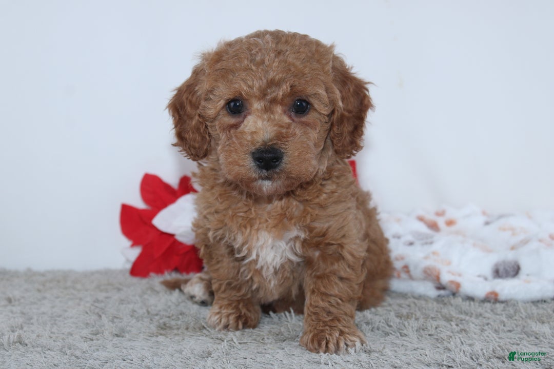 Mini Goldendoodle dogs for sale: Israel - Ad 3