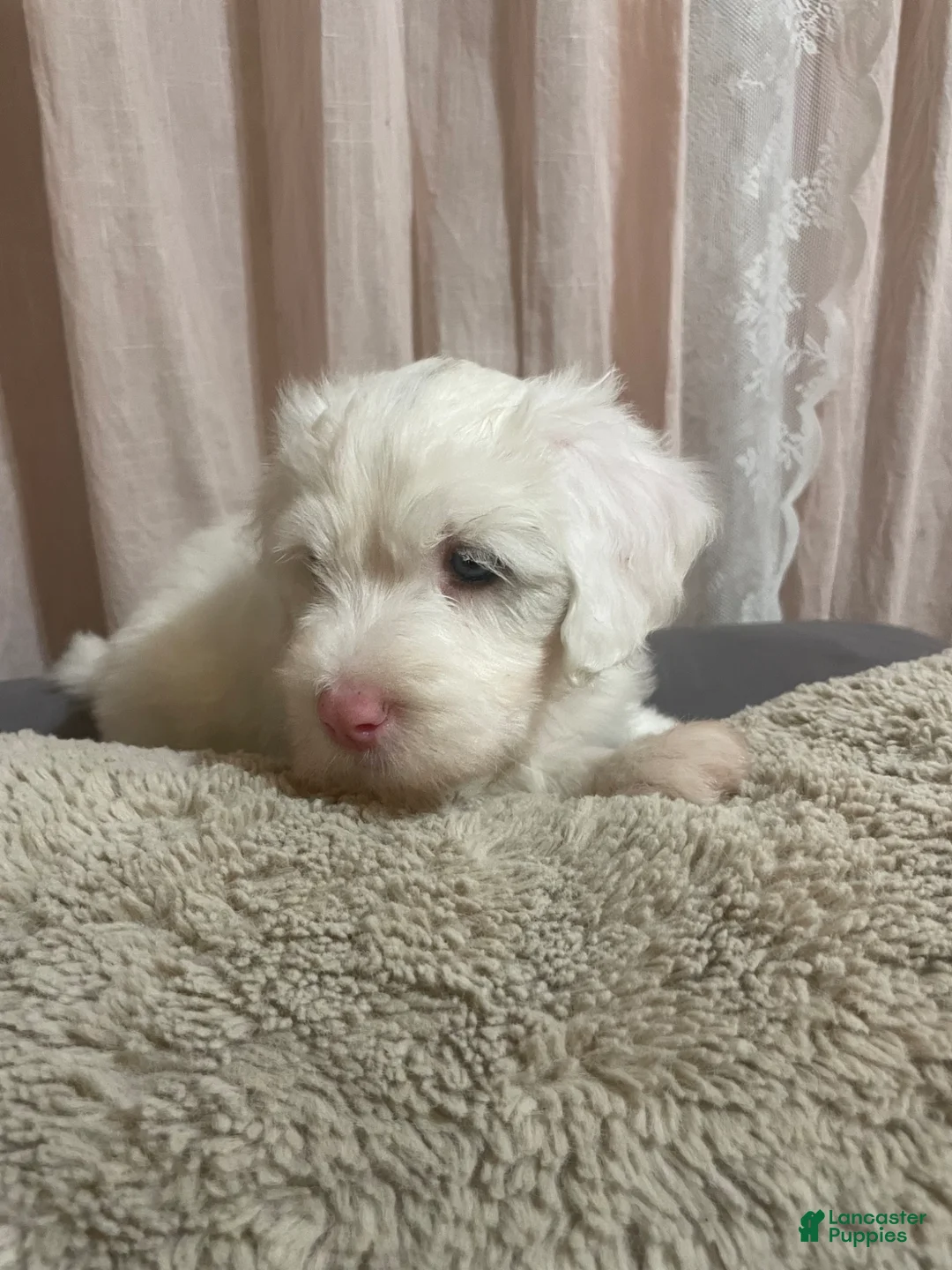 Sheepadoodle dogs for sale: Sheepadoodle Puppy 5 - Ad 2