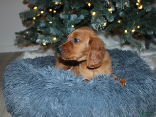 Mixed Breed dogs gretchen - Ad 20