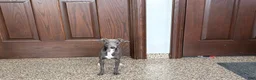 Italian Greyhound dogs for sale: Jenna - Ad 3