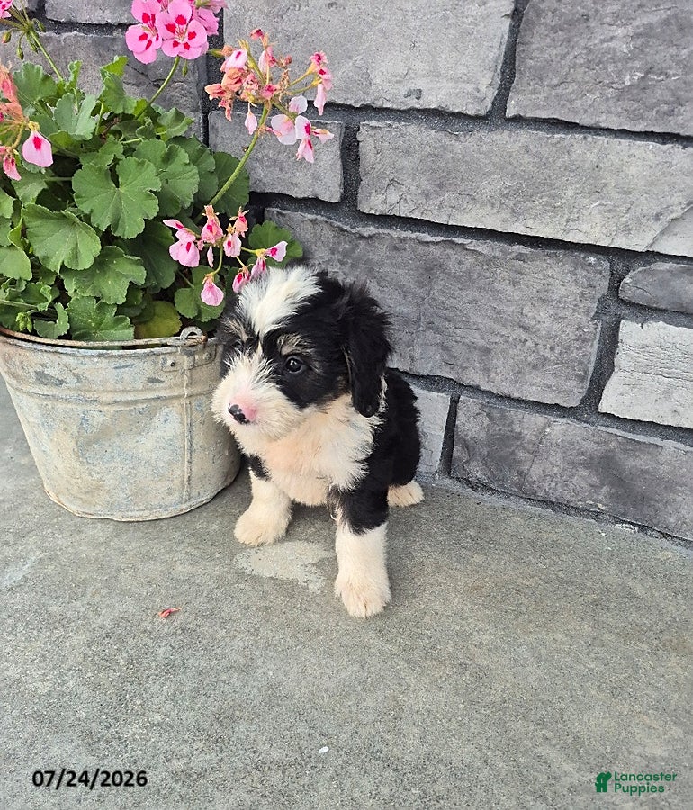 Mini Bernedoodle dogs Edward - Ad 2