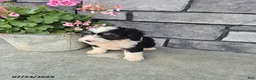 Mini Bernedoodle dogs for sale: Edward - Ad 2