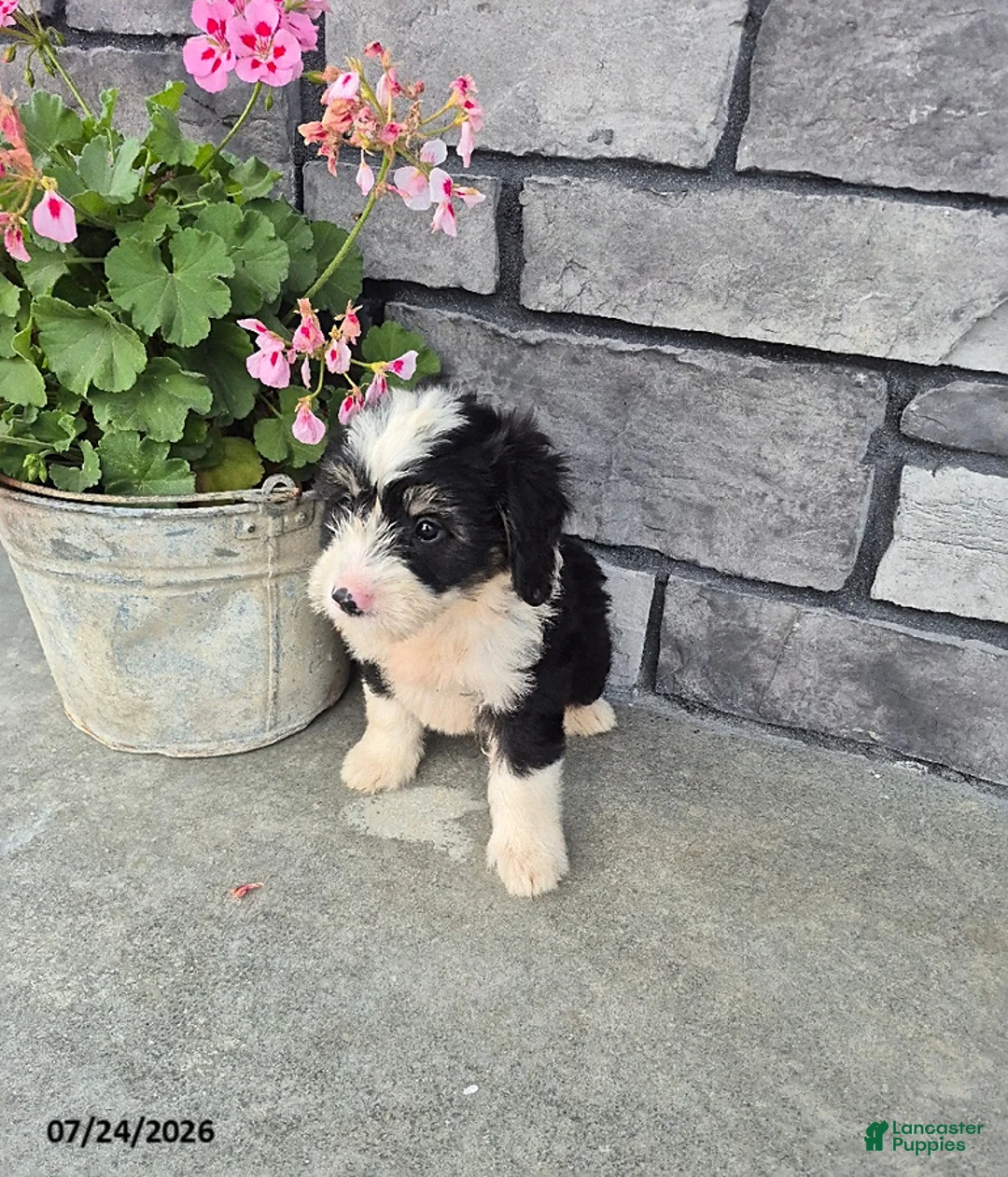 Mini Bernedoodle dogs for sale: Edward - Ad 2