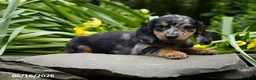 Miniature Dachshund dogs for sale: Splash - Ad 4