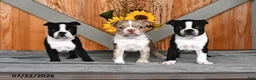 Boston Terrier dogs for sale: Tammy - Ad 5
