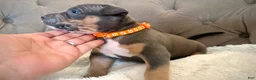 American Bully dogs for sale: Daisy - XL American Bully Puppy  - Ad 2