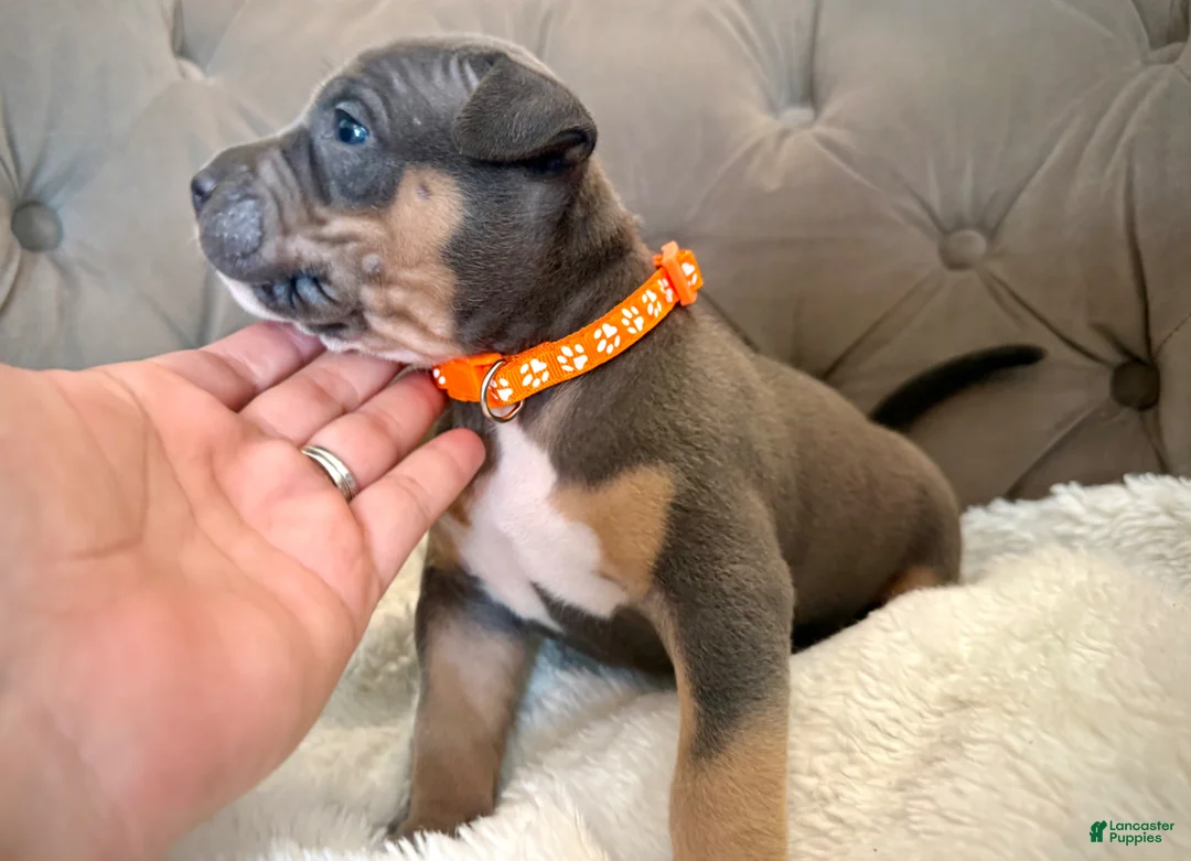 American Bully dogs for sale: Daisy - XL American Bully Puppy  - Ad 2