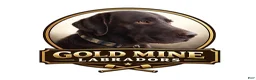 Labrador Retriever dogs for sale: Grogu  - Ad 3