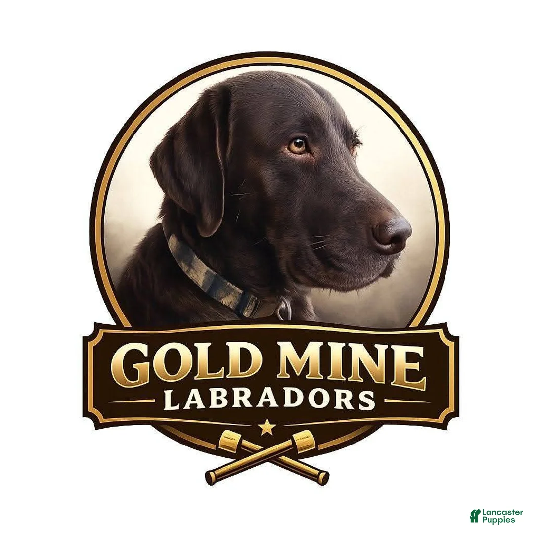 Labrador Retriever dogs for sale: Grogu  - Ad 3
