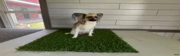 Papillon dogs for sale: Briar - Ad 6
