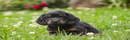 Miniature Dachshund dogs for sale: Adalyn Miniature Dachshund  - Ad 3