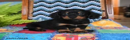 Miniature Dachshund dogs for sale: Peter - Ad 1