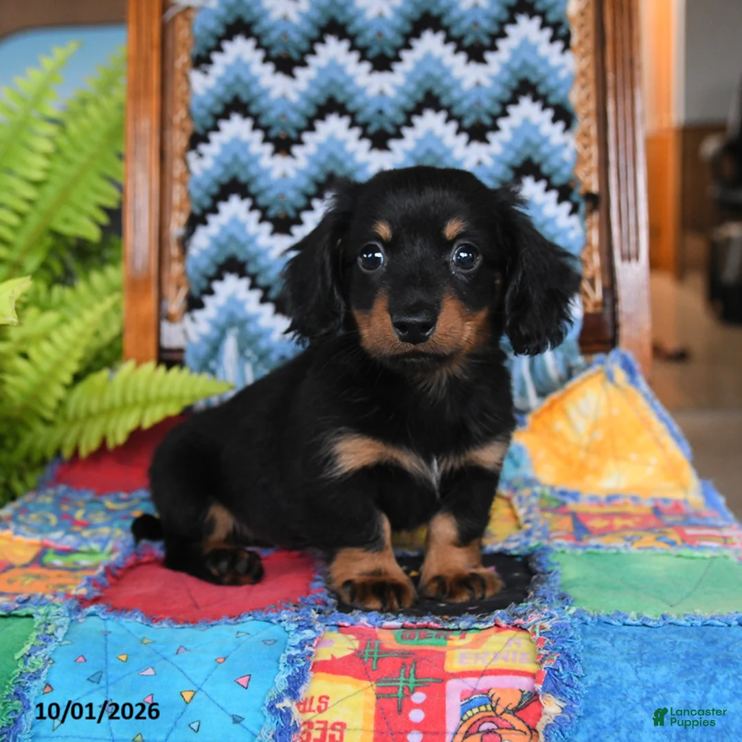 Miniature Dachshund dogs for sale: Peter - Ad 1