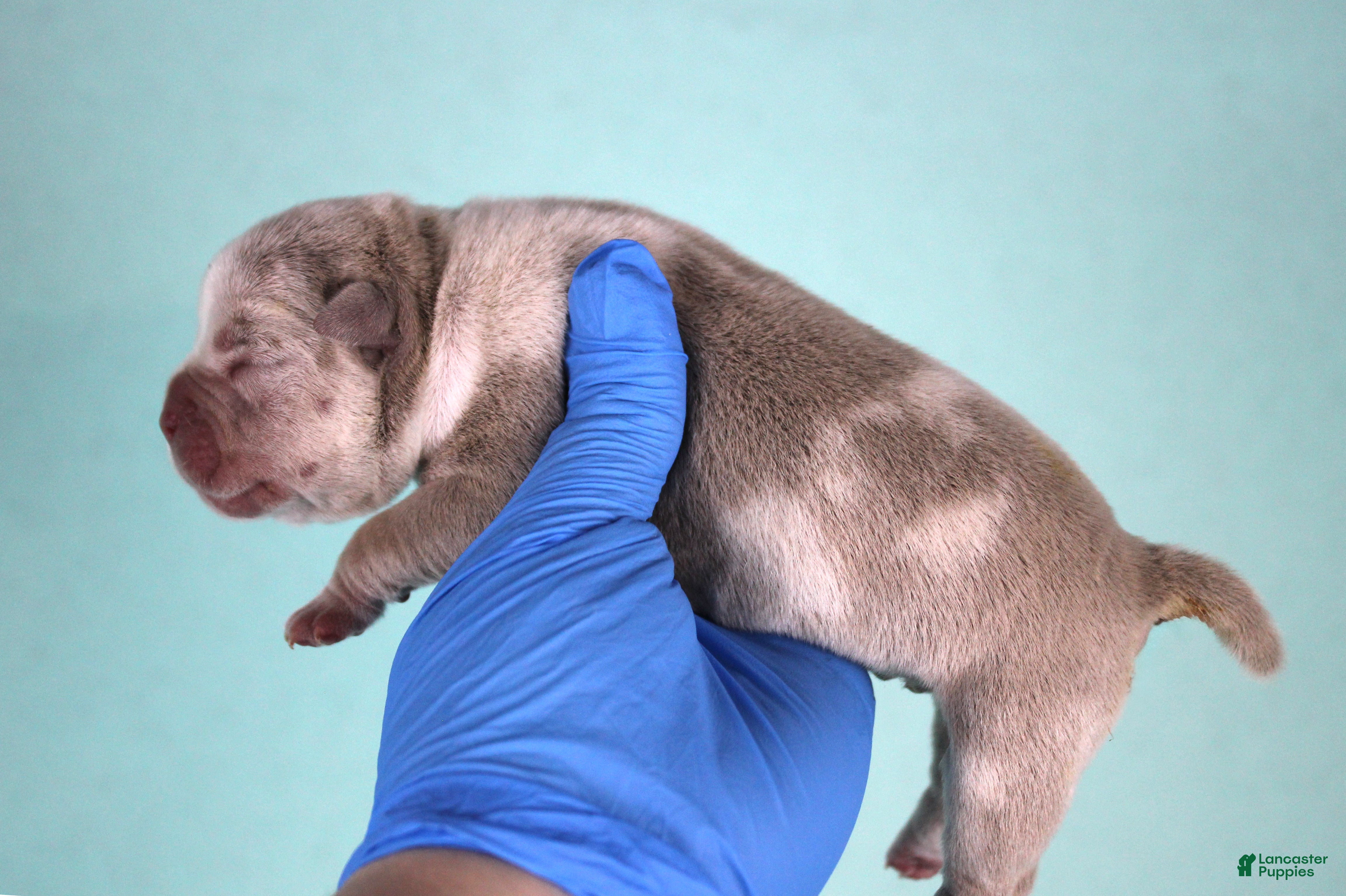 American Bully dogs Lilac Merle Male - Ad 29