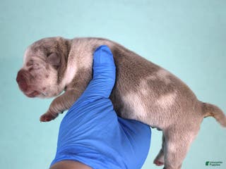American Bully dogs Lilac Merle Male - Ad 29