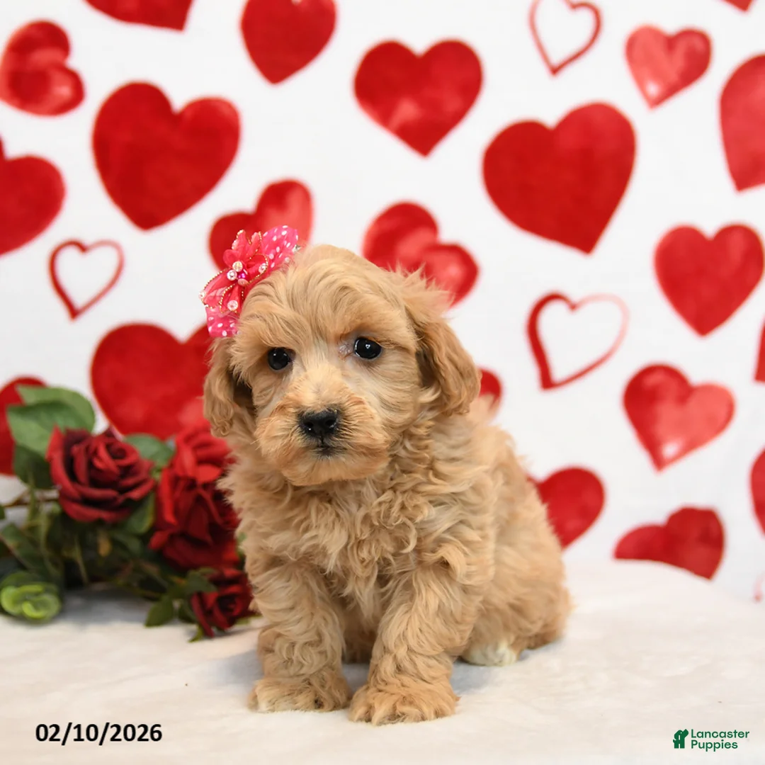 Mixed Breed dogs for sale: Duchess - Ad 1