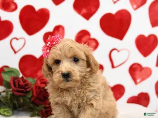 Mixed Breed dogs Duchess - Ad 2