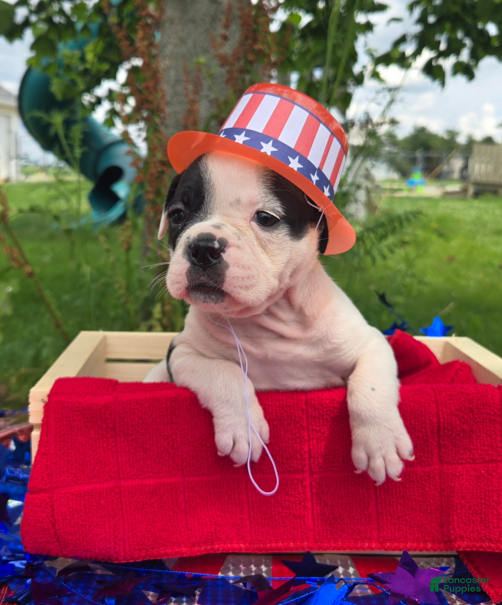 Olde English Bulldogge dogs Bopeep - Ad 1