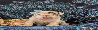 Twyla