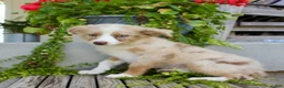 Australian Shepherd dogs for sale: Tootsie - Ad 4