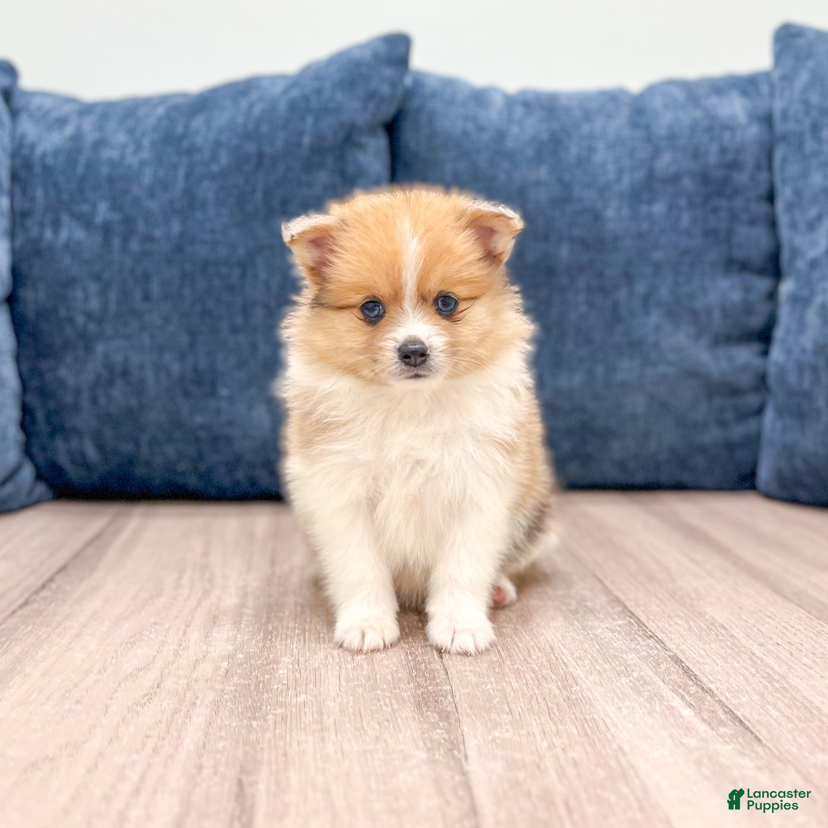 Pomeranian dogs Dolly - Ad 1