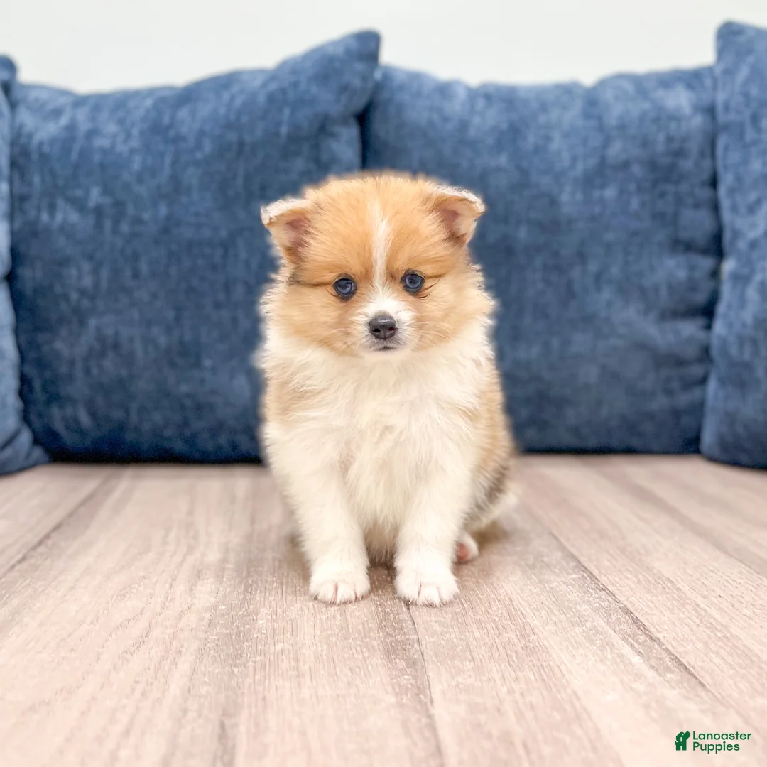 Pomeranian dogs for sale: Dolly - Ad 1
