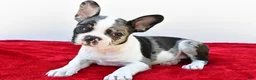 Frenchton dogs for sale: Bella  - Ad 5