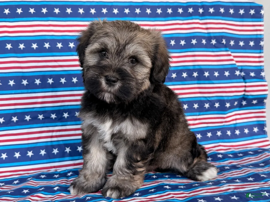 Mixed Breed dogs for sale: Janelle  - Ad 1