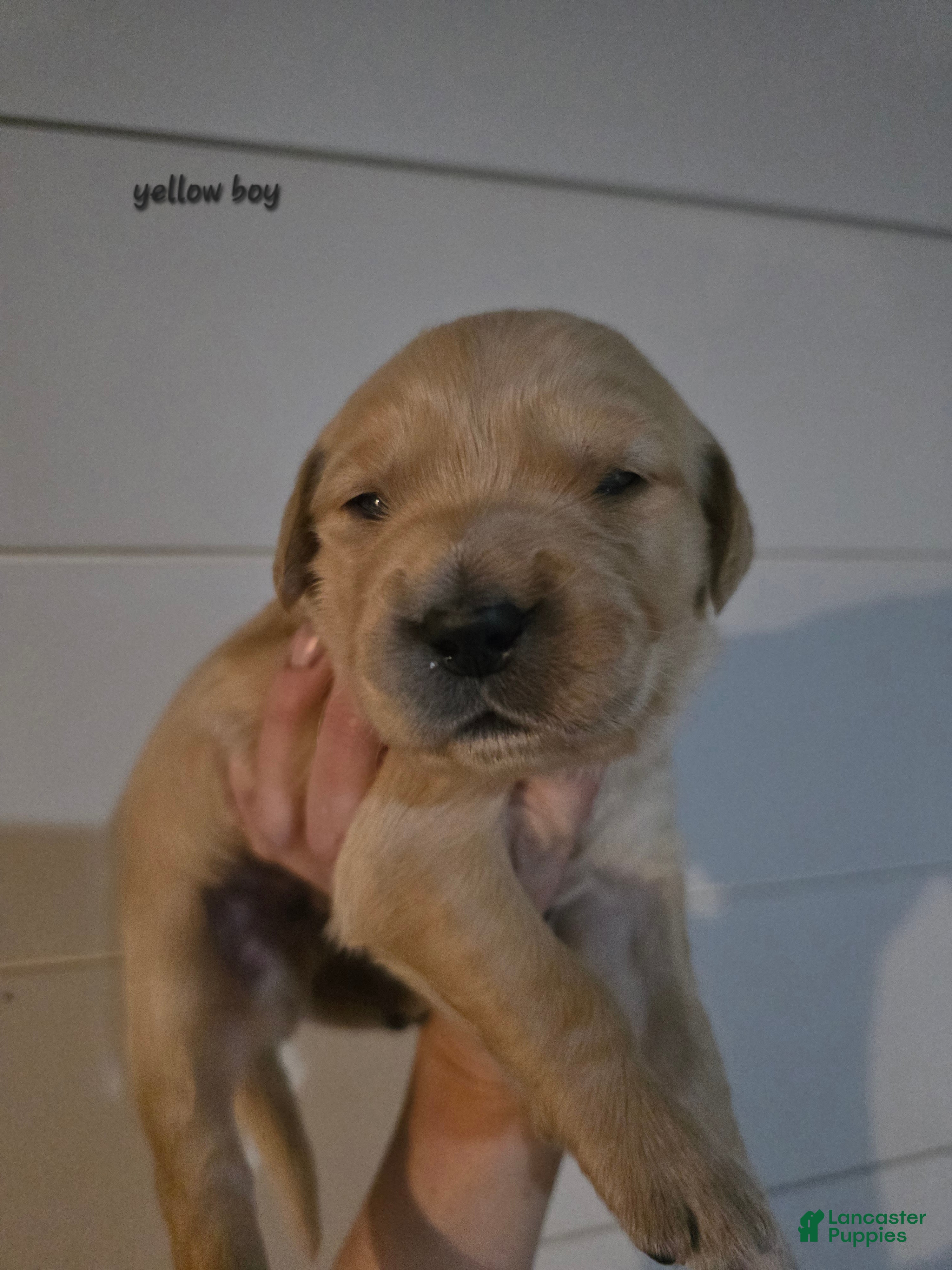 Golden Retriever dogs for sale: Golden Retriever Puppy 1 - Ad 2
