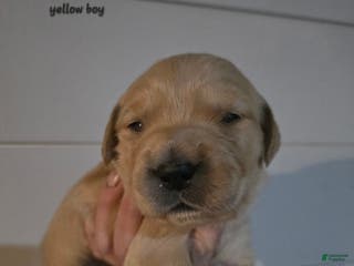 Golden Retriever dogs Golden Retriever Puppy 1 - Ad 3