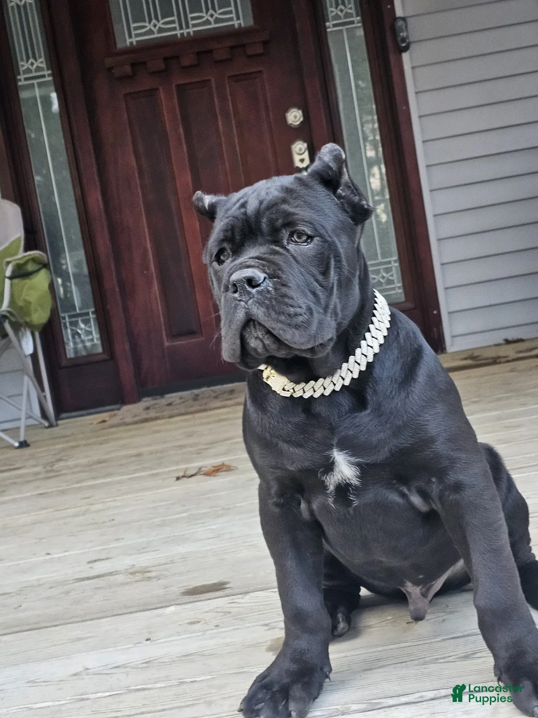 Cane Corso dogs for sale: ZEUS - Ad 11